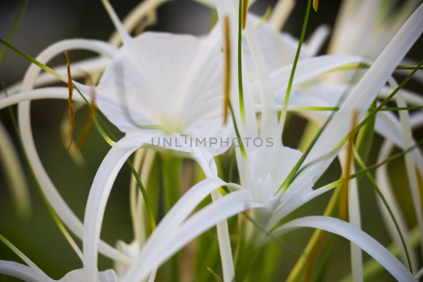 Crinum flowers on green leaf background,Selective focus