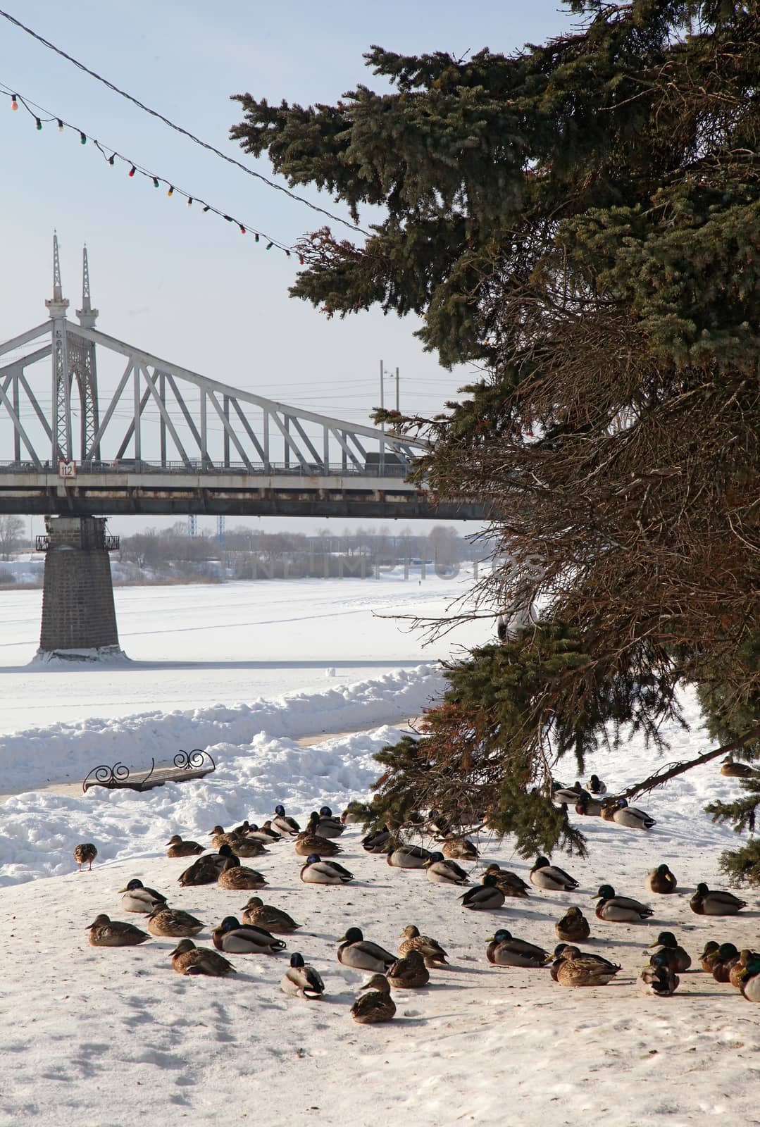 Lots of ducks in the winter near the river. Brown and gray. by sergasx