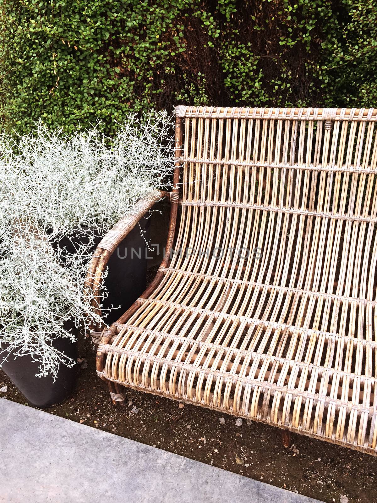 Retro style bench and silver decorative plant Calocephalus Brownii in the summer garden.