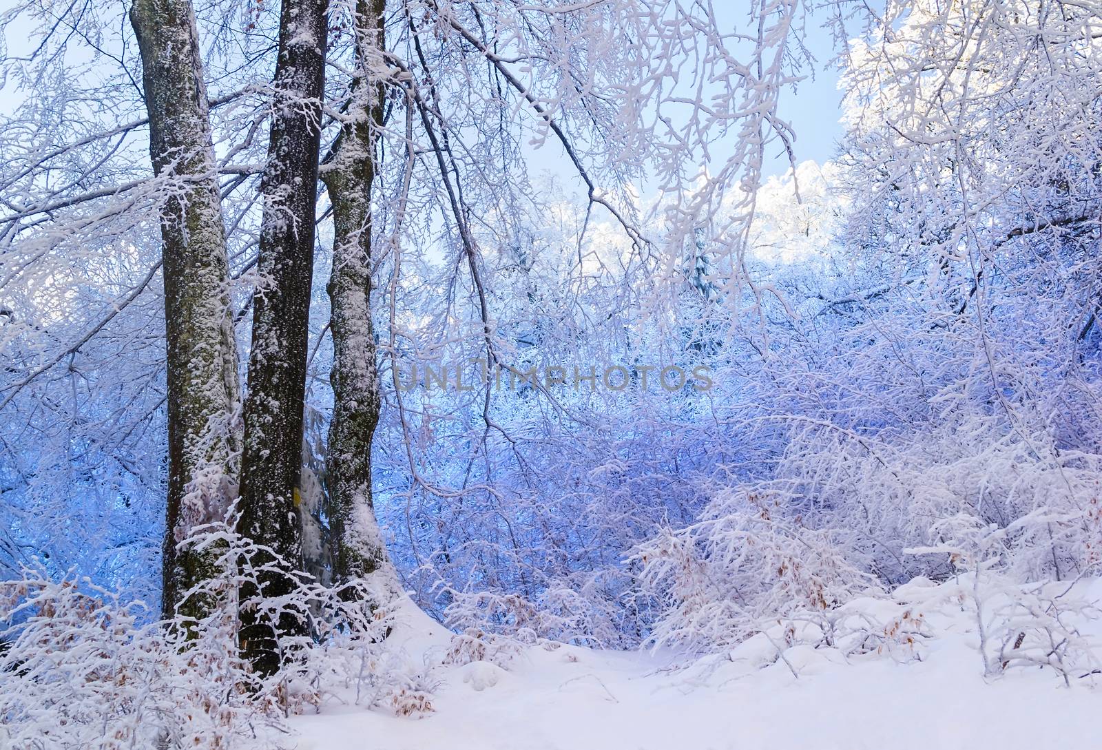 Blue snowy forest. Trees covered with snow. Three trees in front. Winter. Ukraine.