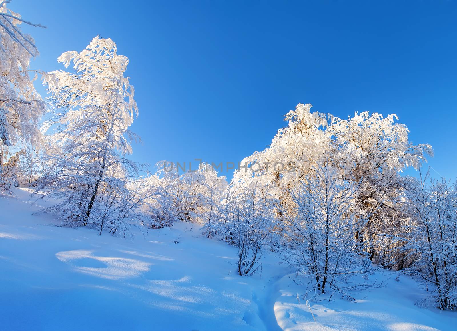 Beautiful winter forest landscape. Snowy trees glow with sunshine. Footpath in the snow. Clear blue sky
