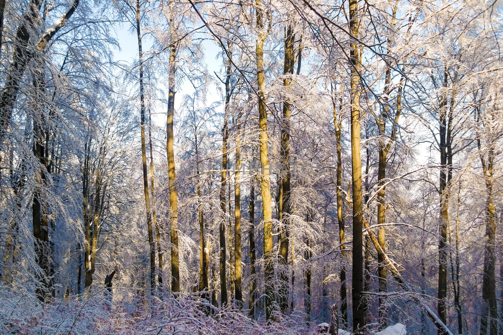 Winter deep forest. Evening sun shines on the trees. Trees covered with snow