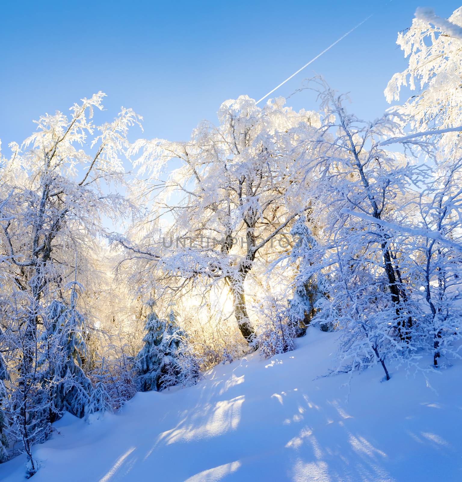 Scenic landscape of winter forest . Sunlight shining through the snowy trees. Clear blue sky. Long blue shadows on the snow