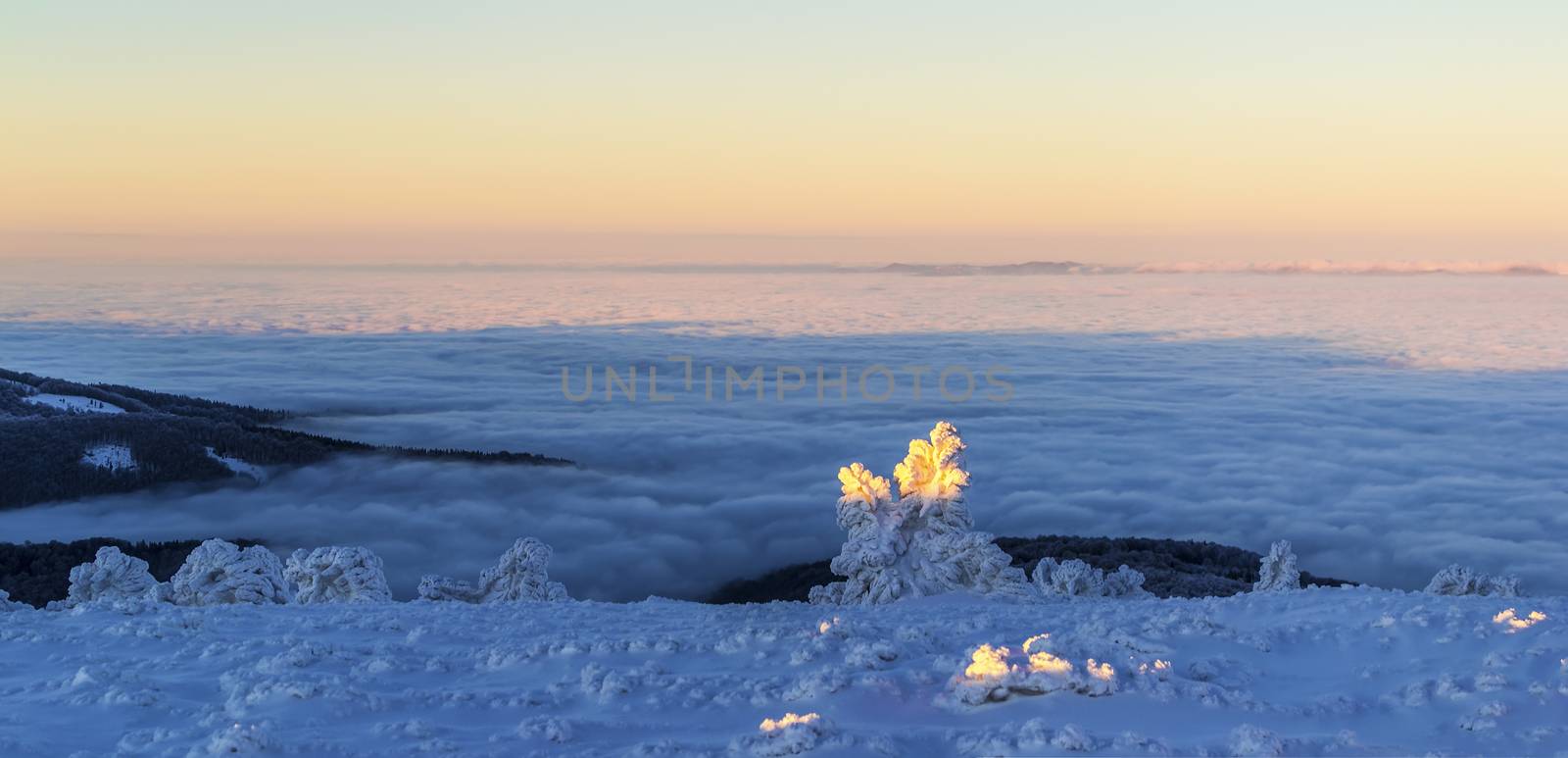 Scenic winter landscape above the clouds. The sky is clear. Dusk. snow-covered tree in the foreground. Clouds on the background blurred