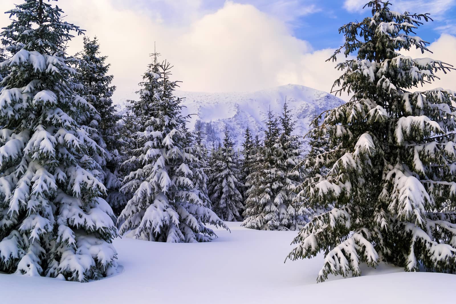 Large snow covered spruce trees. View of the snowy slope with cloud on top. Smooth snow. Winter forest. Ukraine