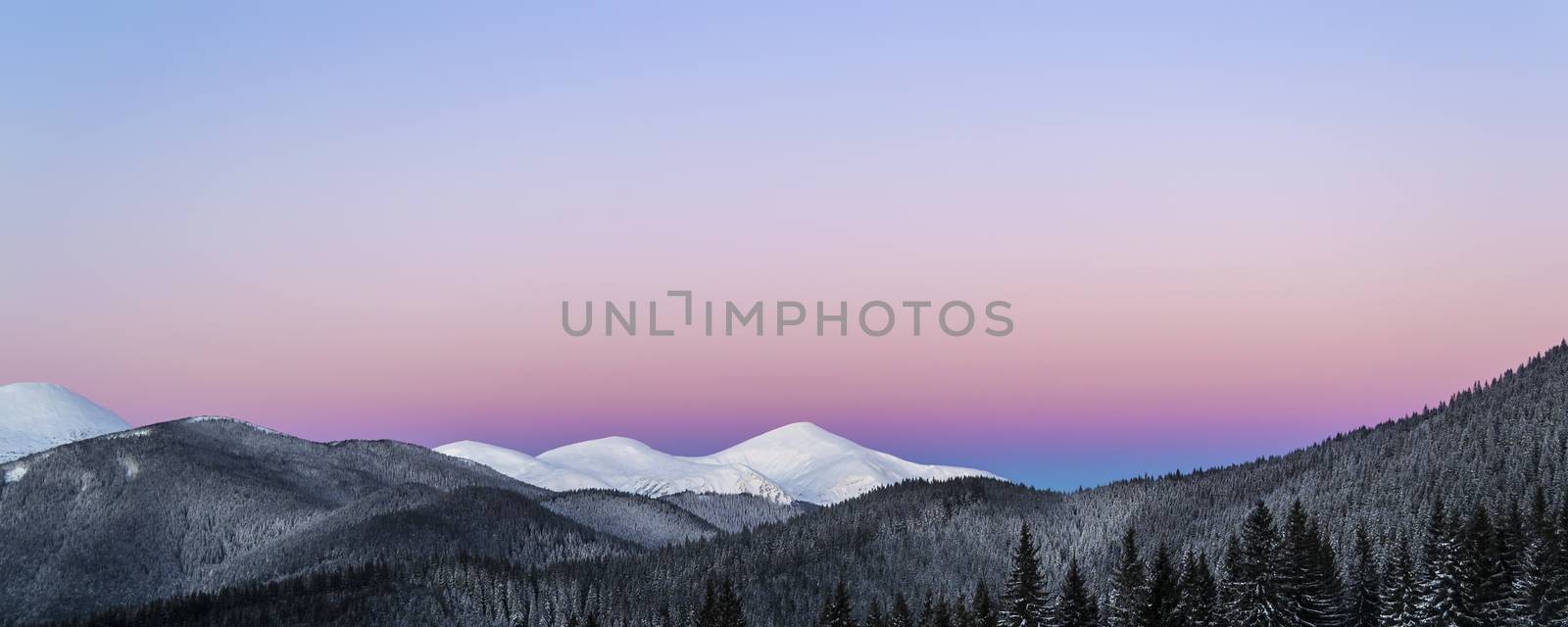 Winter morning panoramic view of snowy mountain peaks. Dawn. Soft light. Clear purple sky. Dark forest line