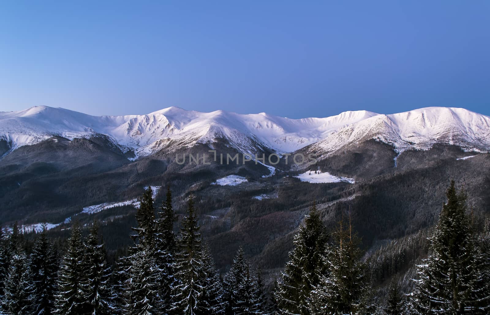 Winter morning view of snowy mountain ridge. Fir forest on the foreground. Twilight before dawn. Soft light. Clear blue sky. Ukrainian Carpathians