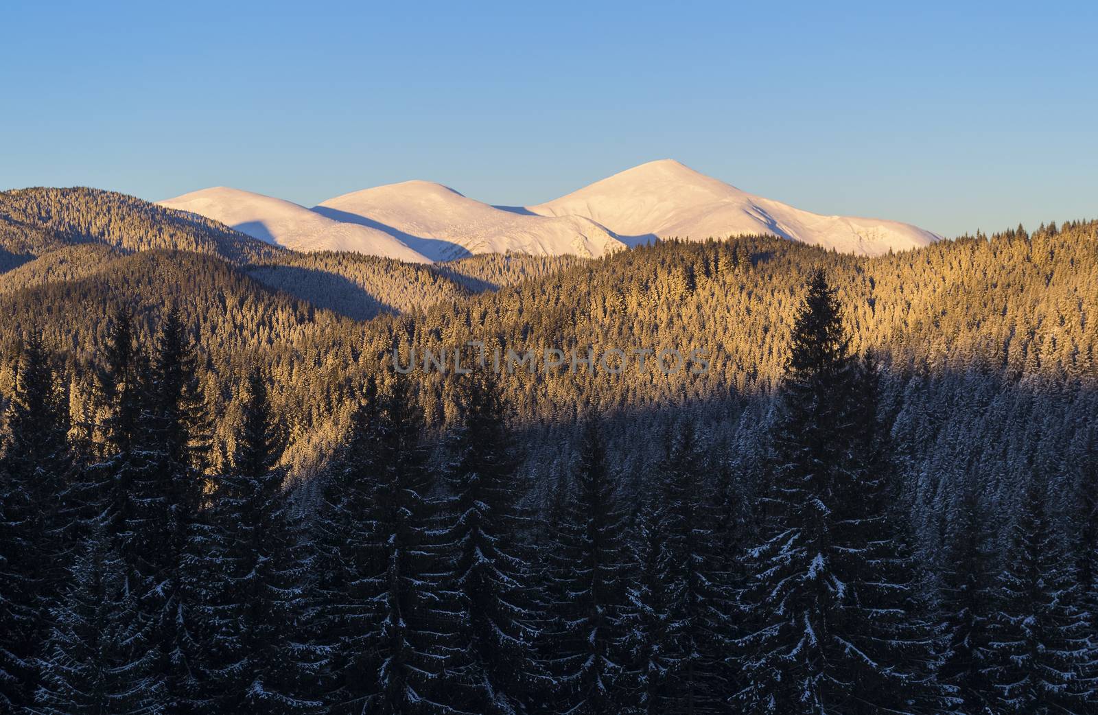 Winter view of three snow covered mountain peaks. Spruce forest in dark shadow. Morning sunlight on the slopes. Clear blue sky. Ukraine. Carpathians