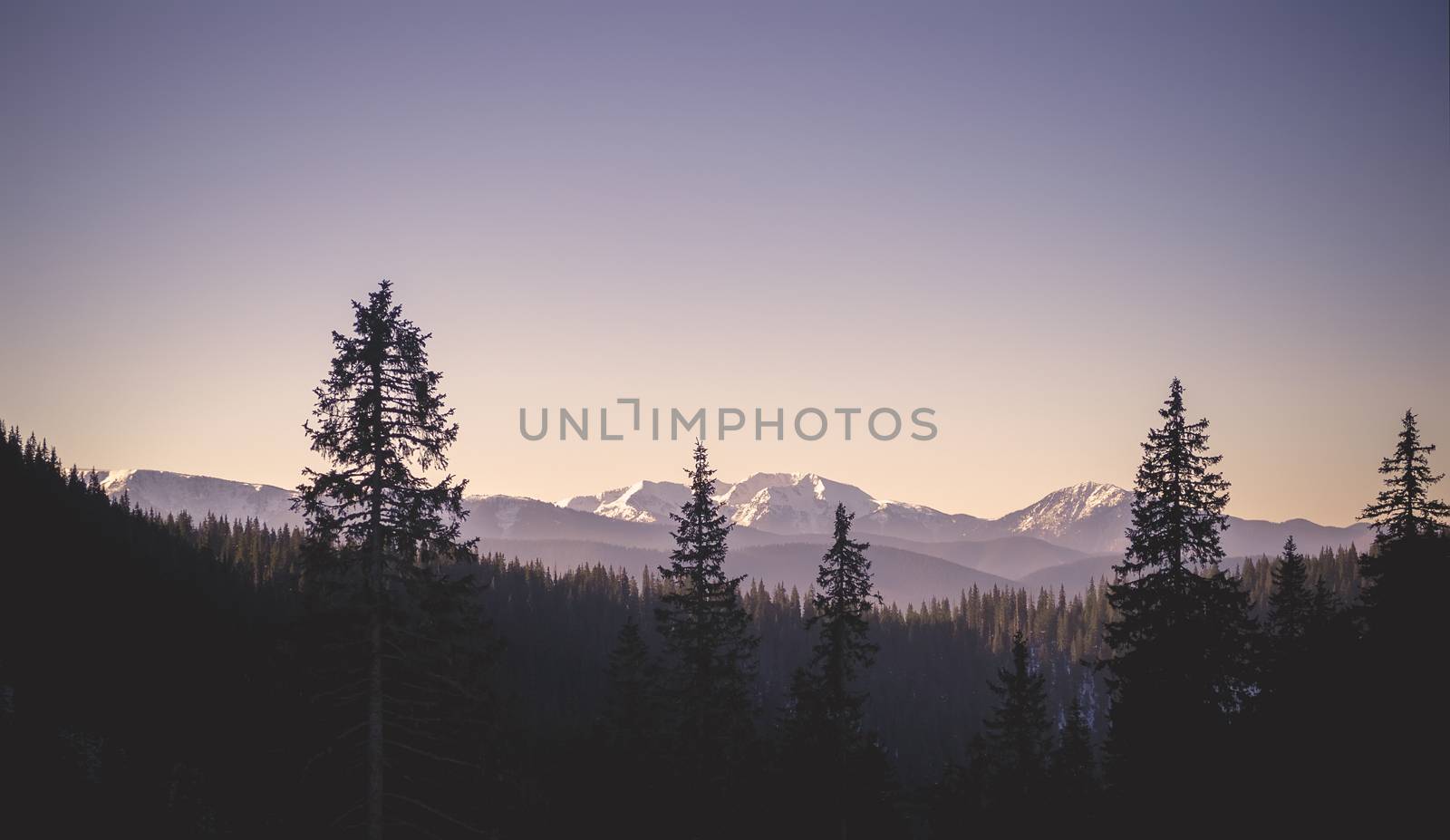Vintage landscape of the mountain ridge. High pine trees in the foreground. Winter. Sky is clear. Purple tone. Vignette effect.