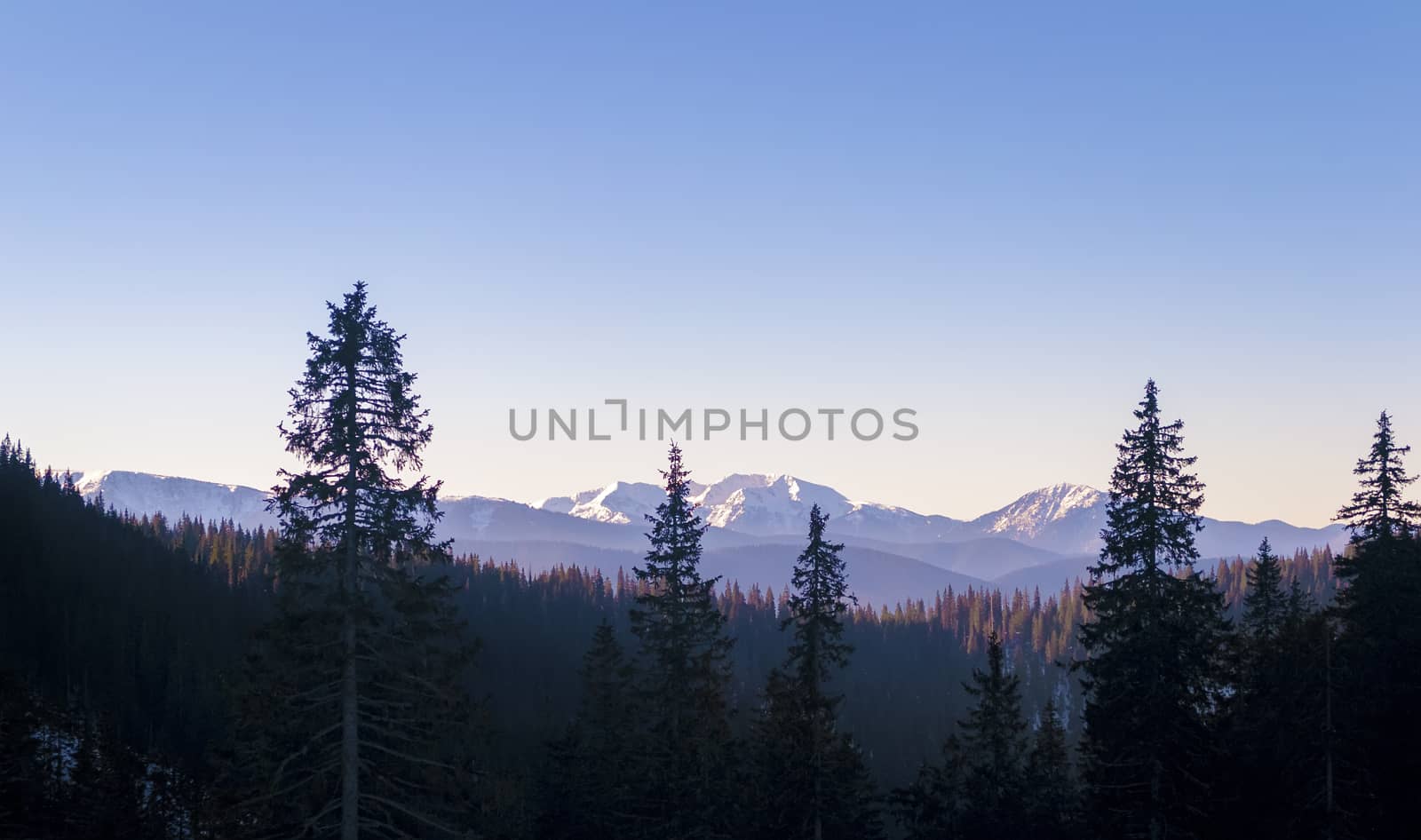 Scenic morning view of the mountain range, and high pine trees in the foreground. Winter. Sky is clear. Ukraine. Carpathians