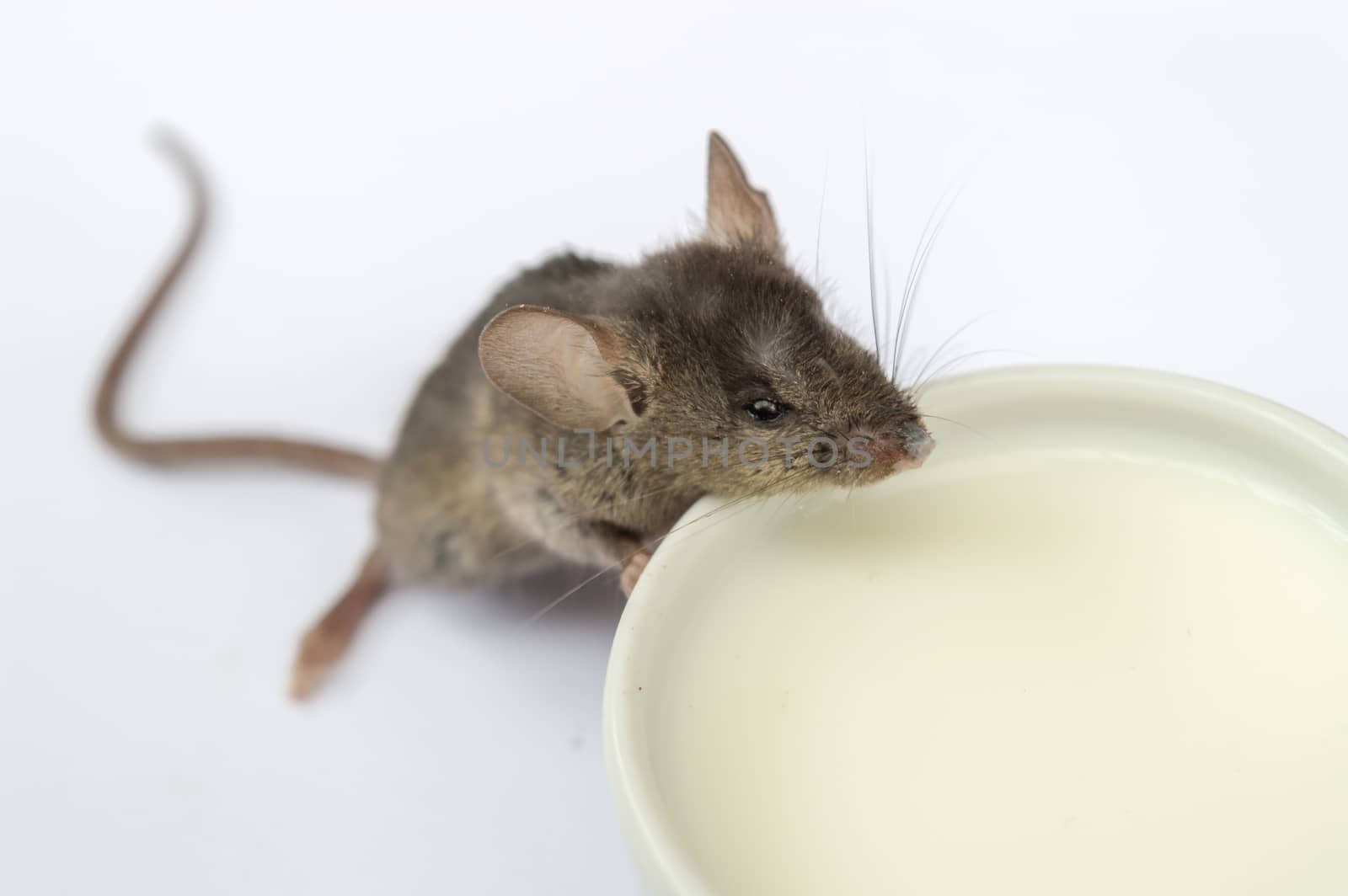 Wild baby mouse drinking milk on white background