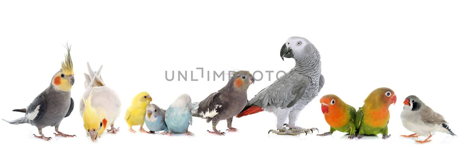 common pet parakeet, African Grey Parrot, lovebirds, Zebra finch and Cockatielin front of white background