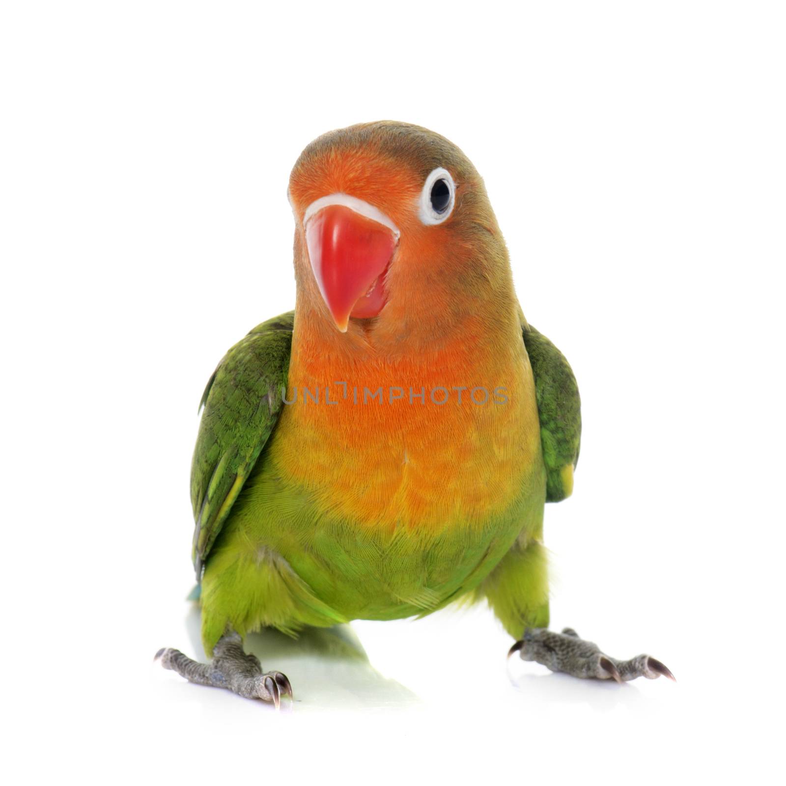 young fisheri lovebird in front of white background