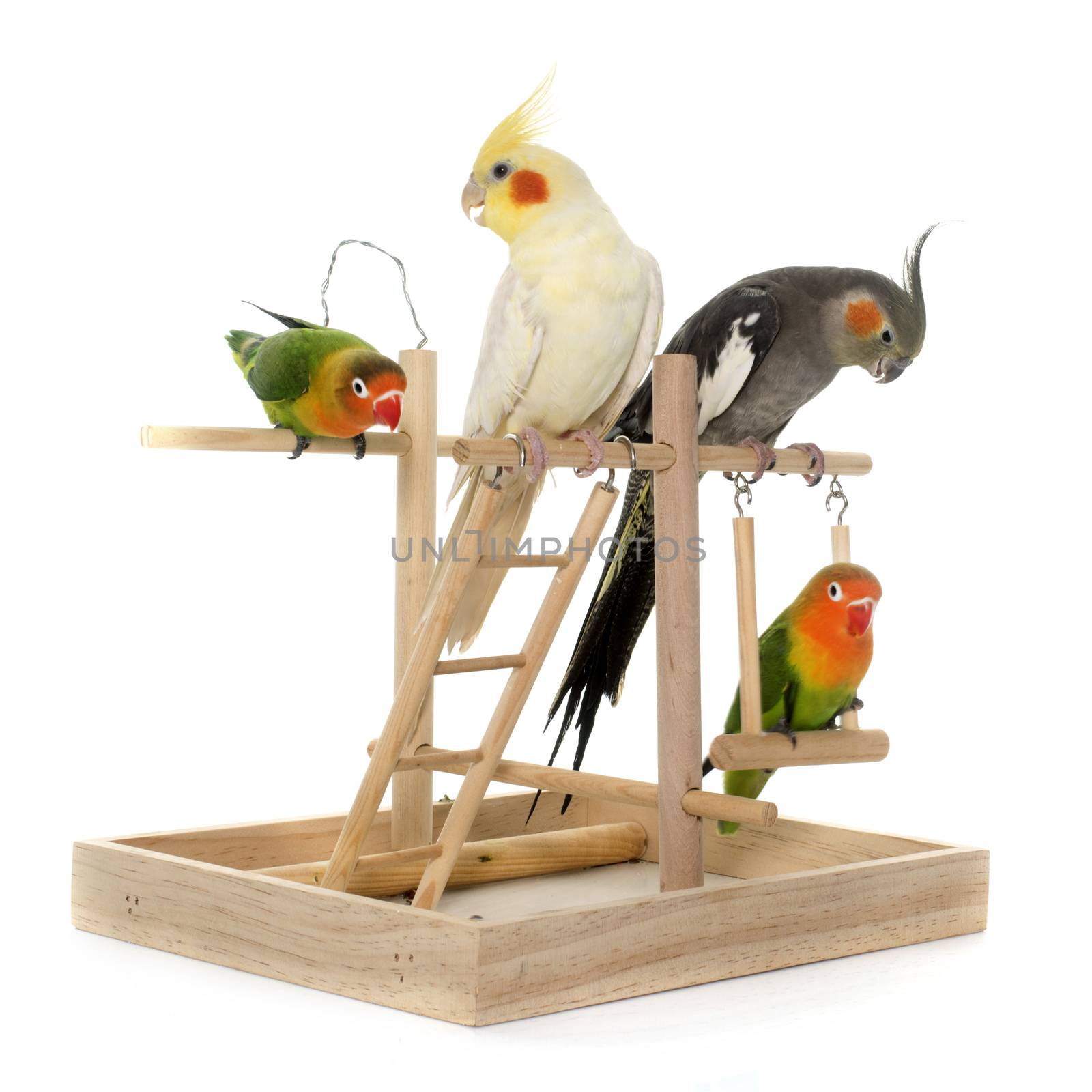 lovebirds and cockatiel playing in front of white background