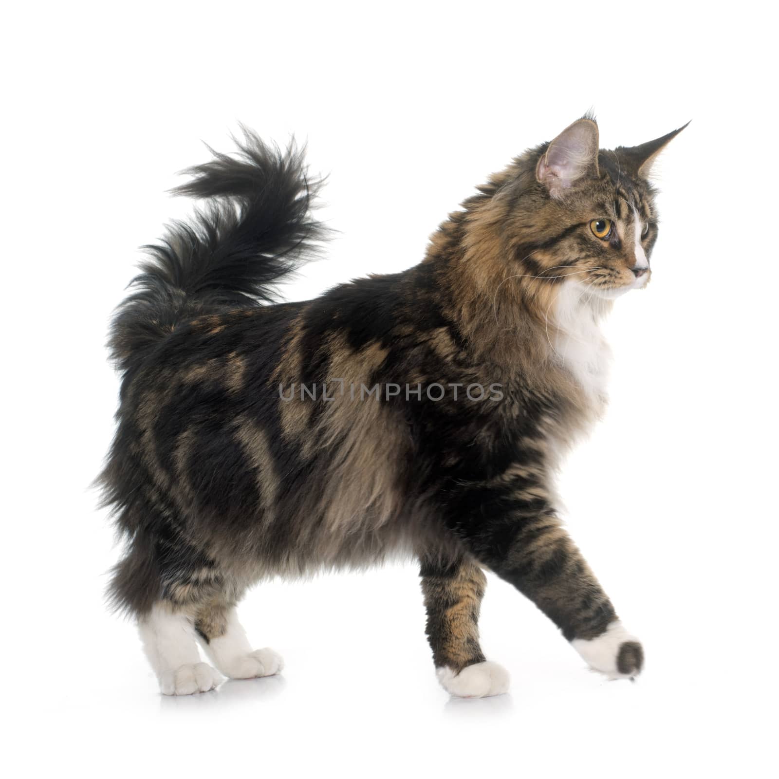 maine coon cat in front of white background