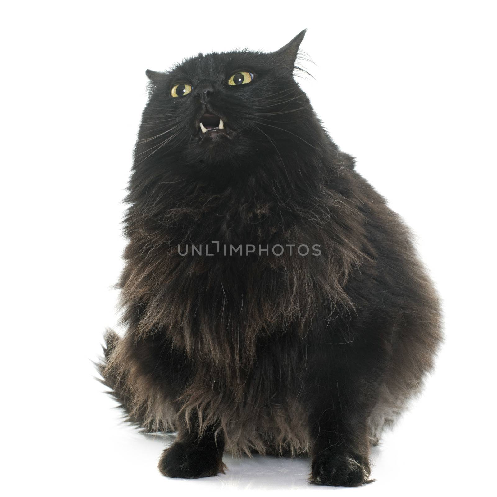 large black cat by cynoclub