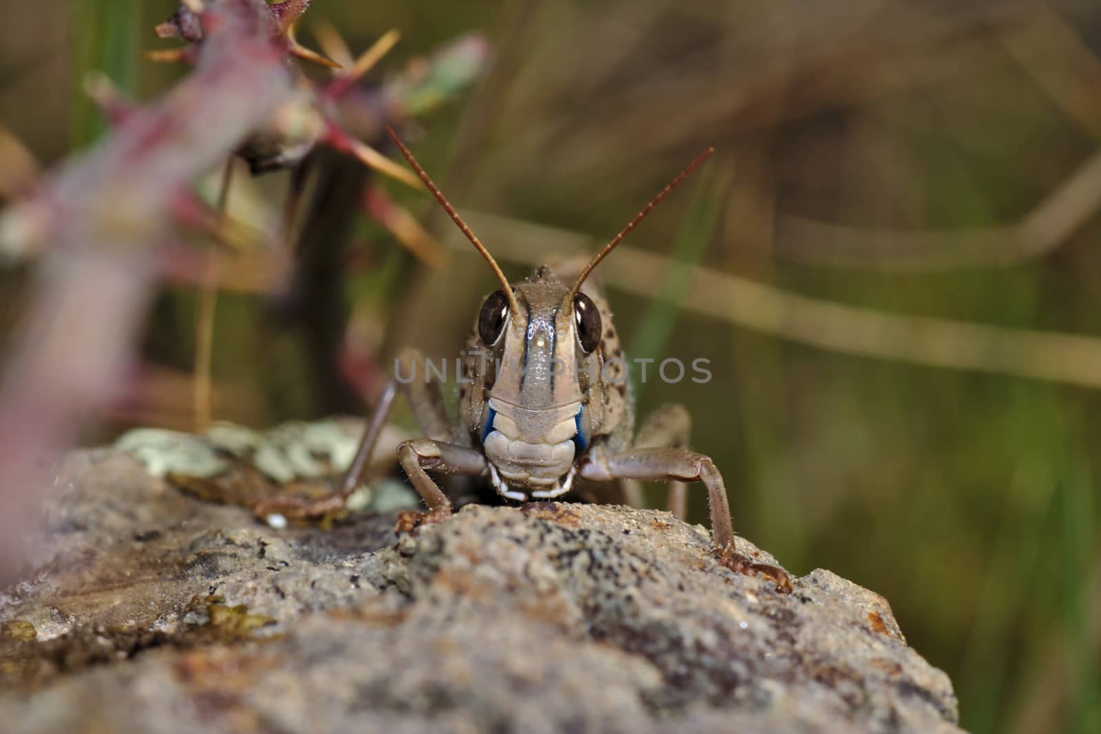 A grasshopper staring quietly at the camera in Cáceres (Extremadura, Spain)