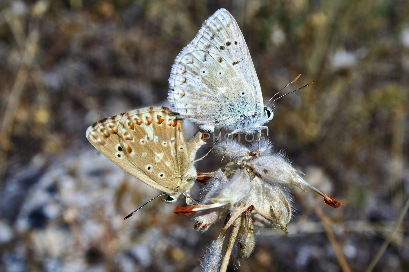 In summer, butterflies mate to produce offspring. These animals were photographed in Pinilla del Valle (Madrid, Spain).