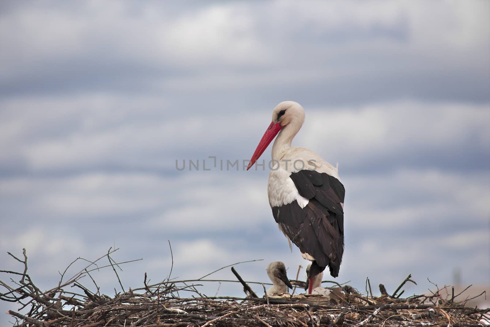 A stork takes care of the offspring in the nest in Malpartida de Cáceres (Extremadura, Spain)