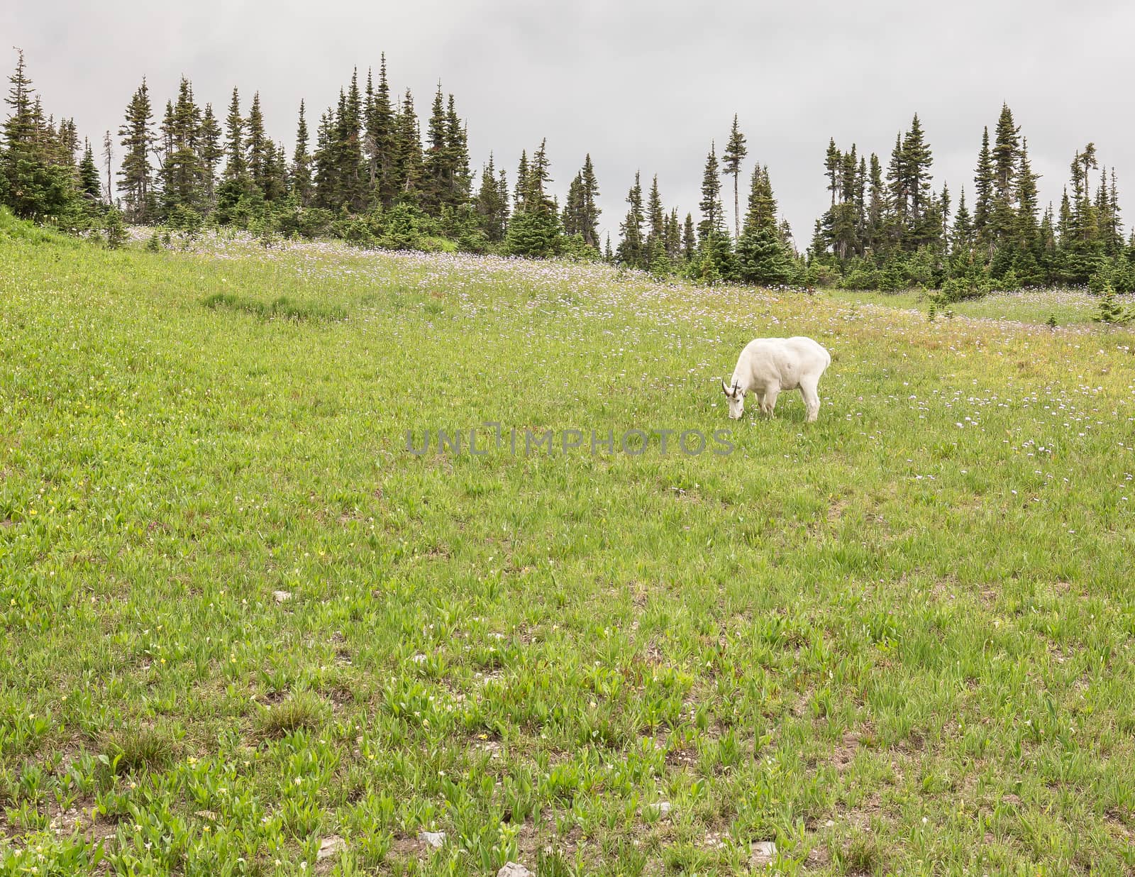 Mountain goat in Glacier National Park.