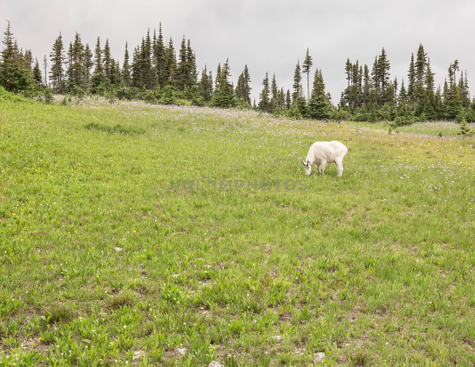 Logan Pass Mountain Goat by teacherdad48@yahoo.com