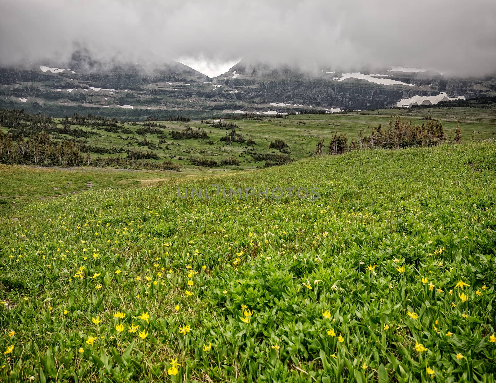 A field of flowers at the Continental Divide in Glacier National Park.