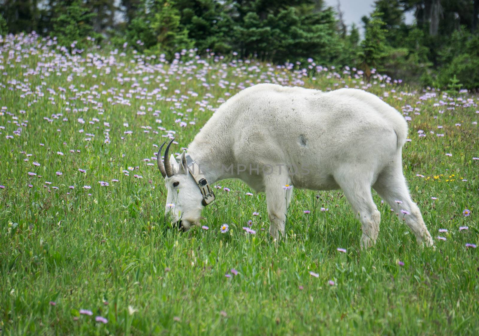 Mountain goat in Glacier National Park.