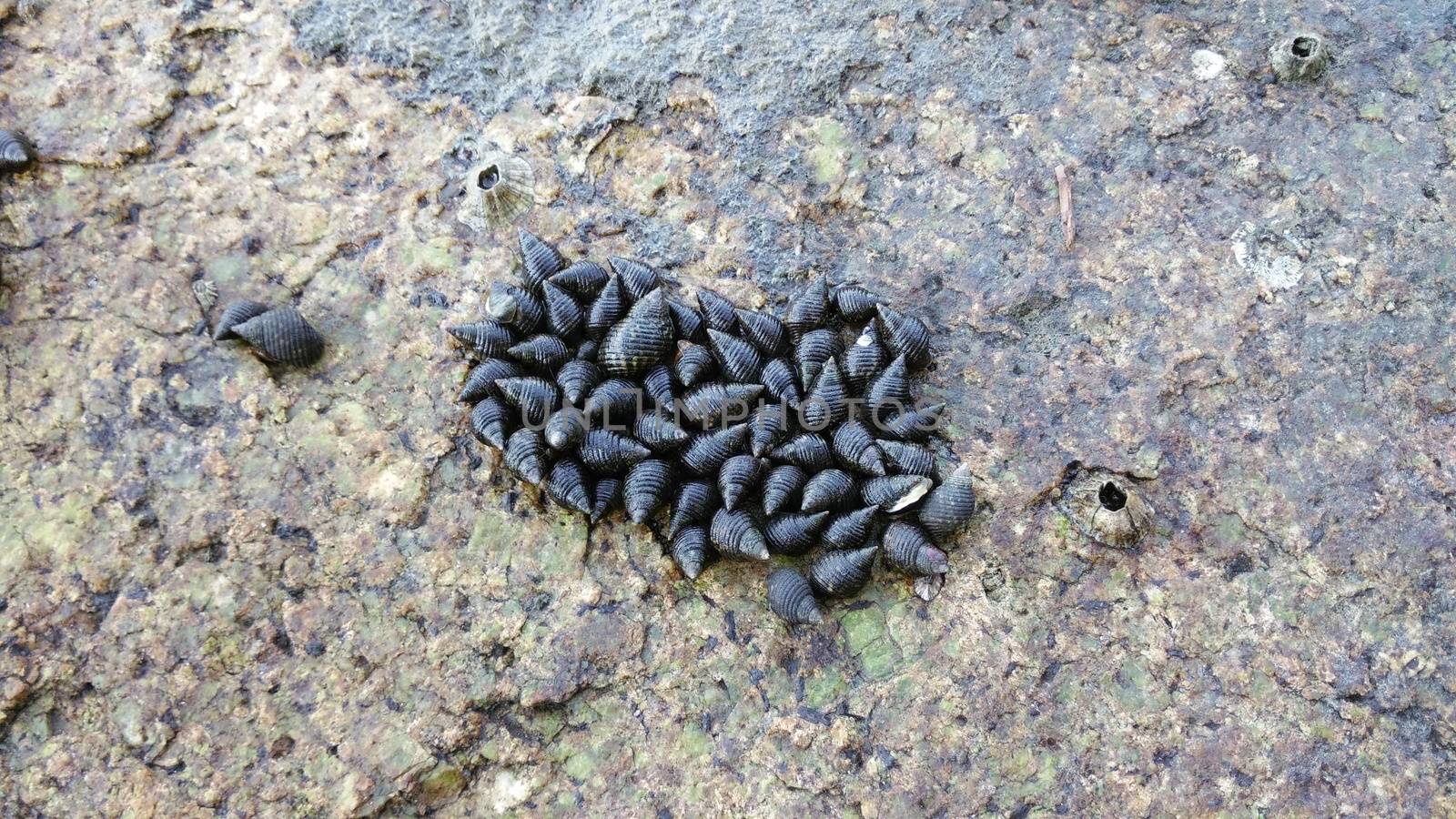 Group of snails on the rock