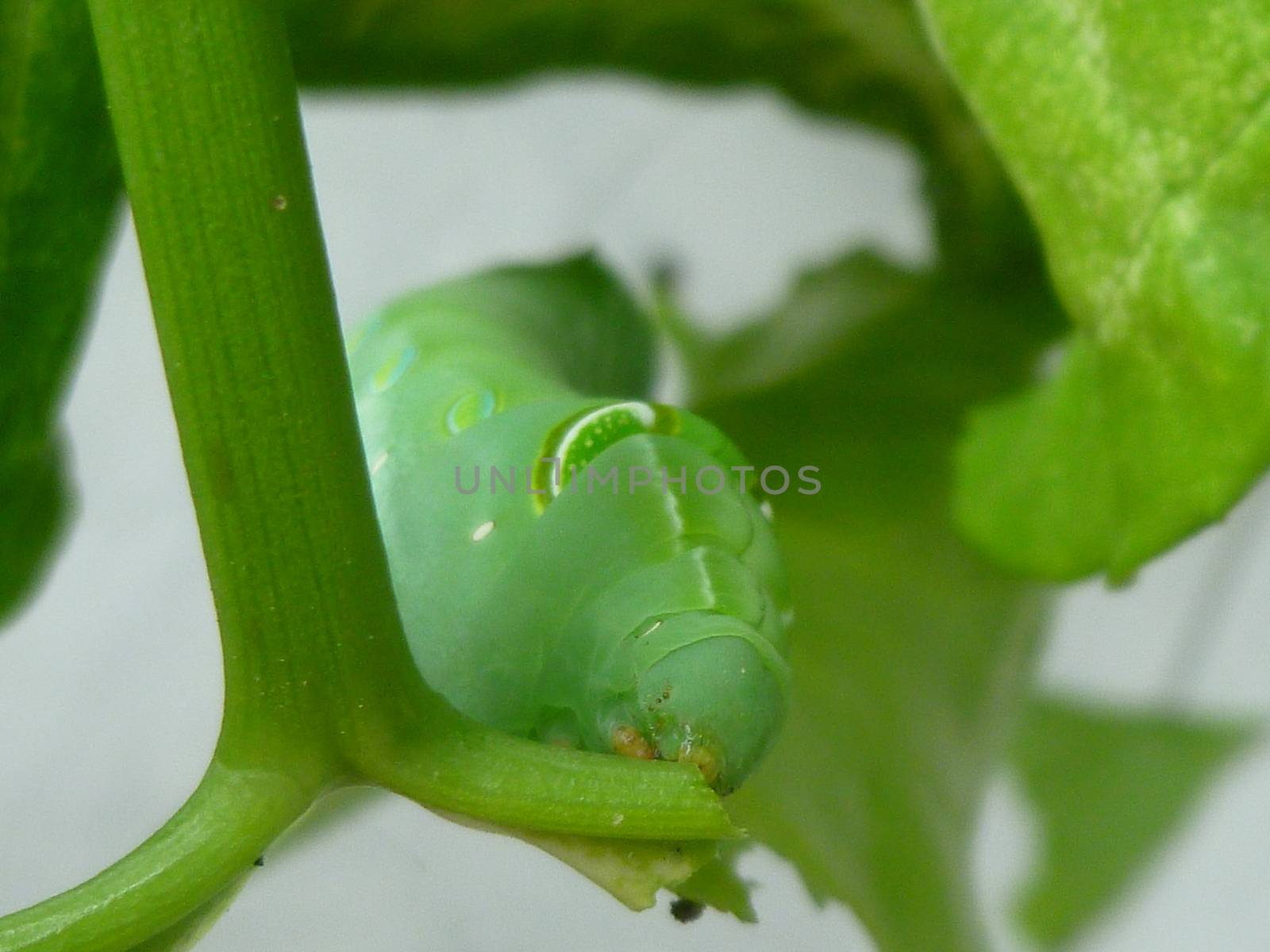 Big Worm on the Leaf by Sevenskyx