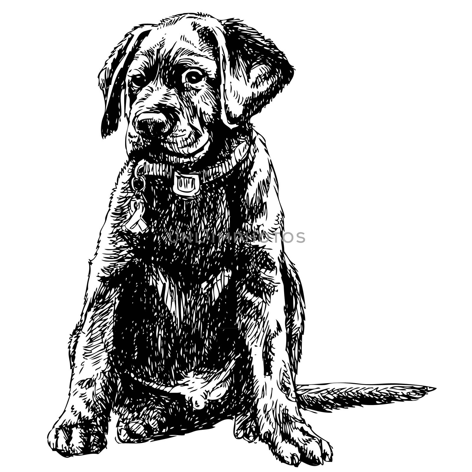 Image of Labrador Retriever hand drawn vector