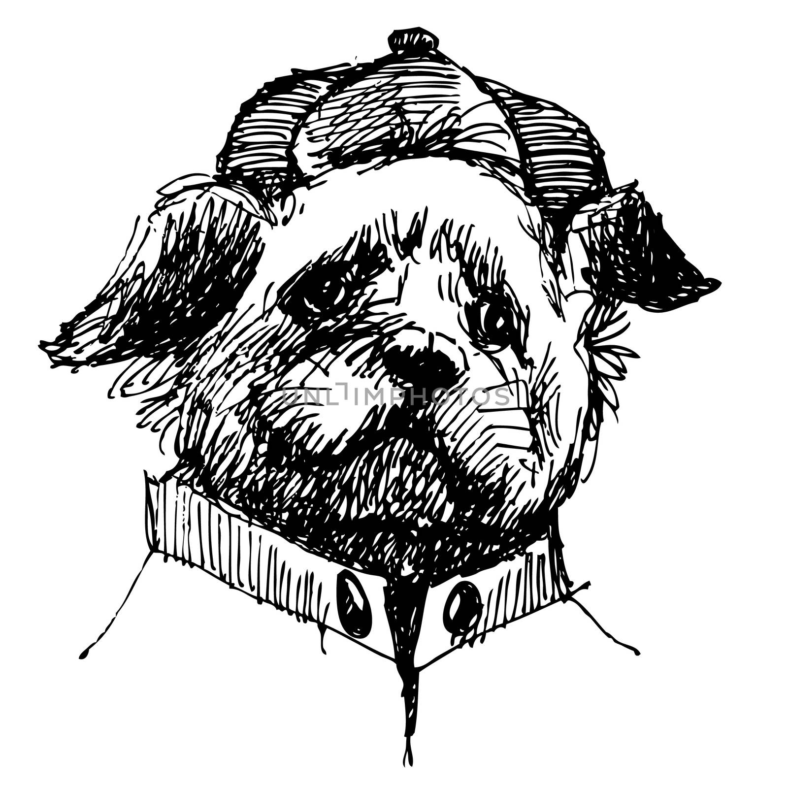 Shih tzu with shirt and hat, hand drawn vector.