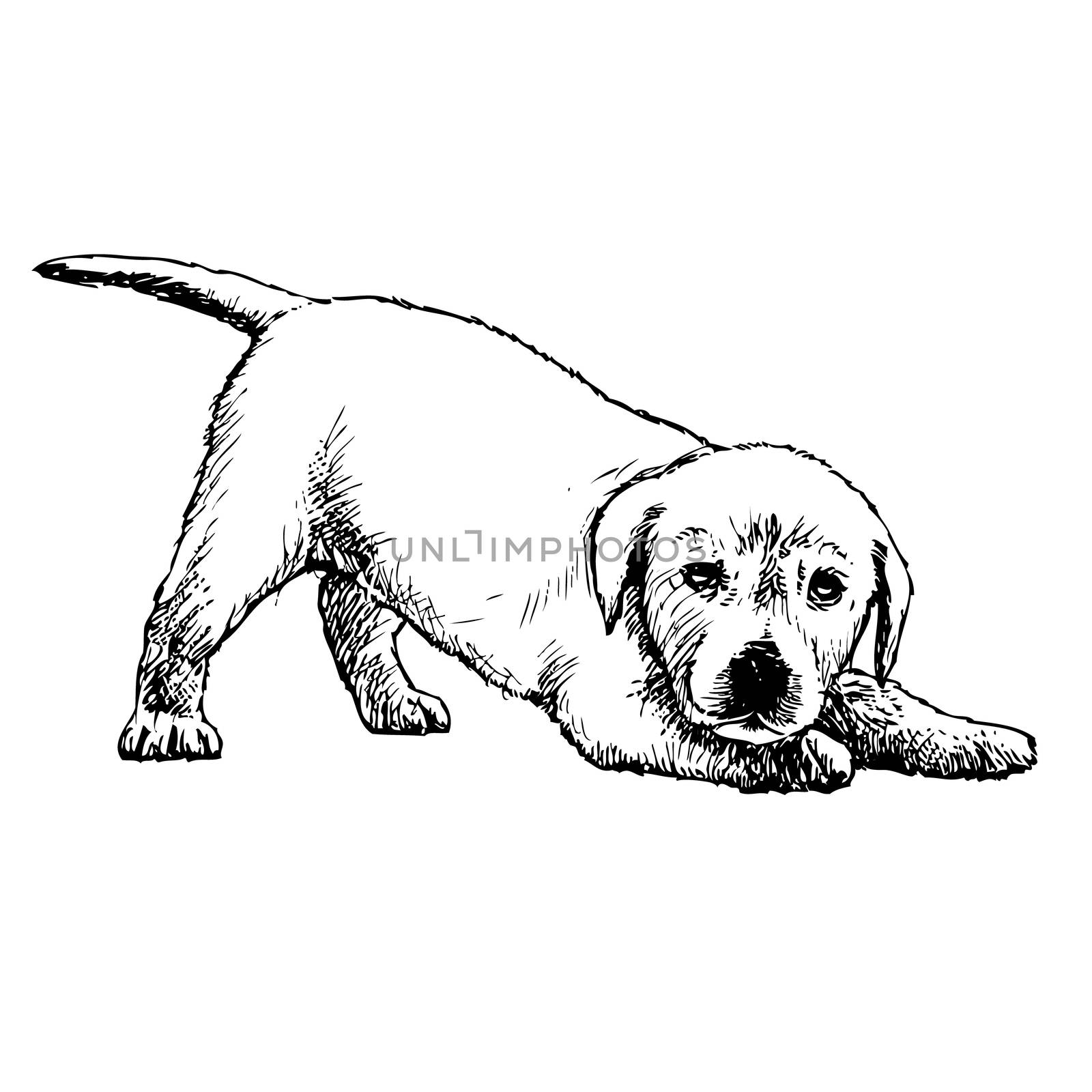 Image of Labrador Retriever puppy hand drawn vector
