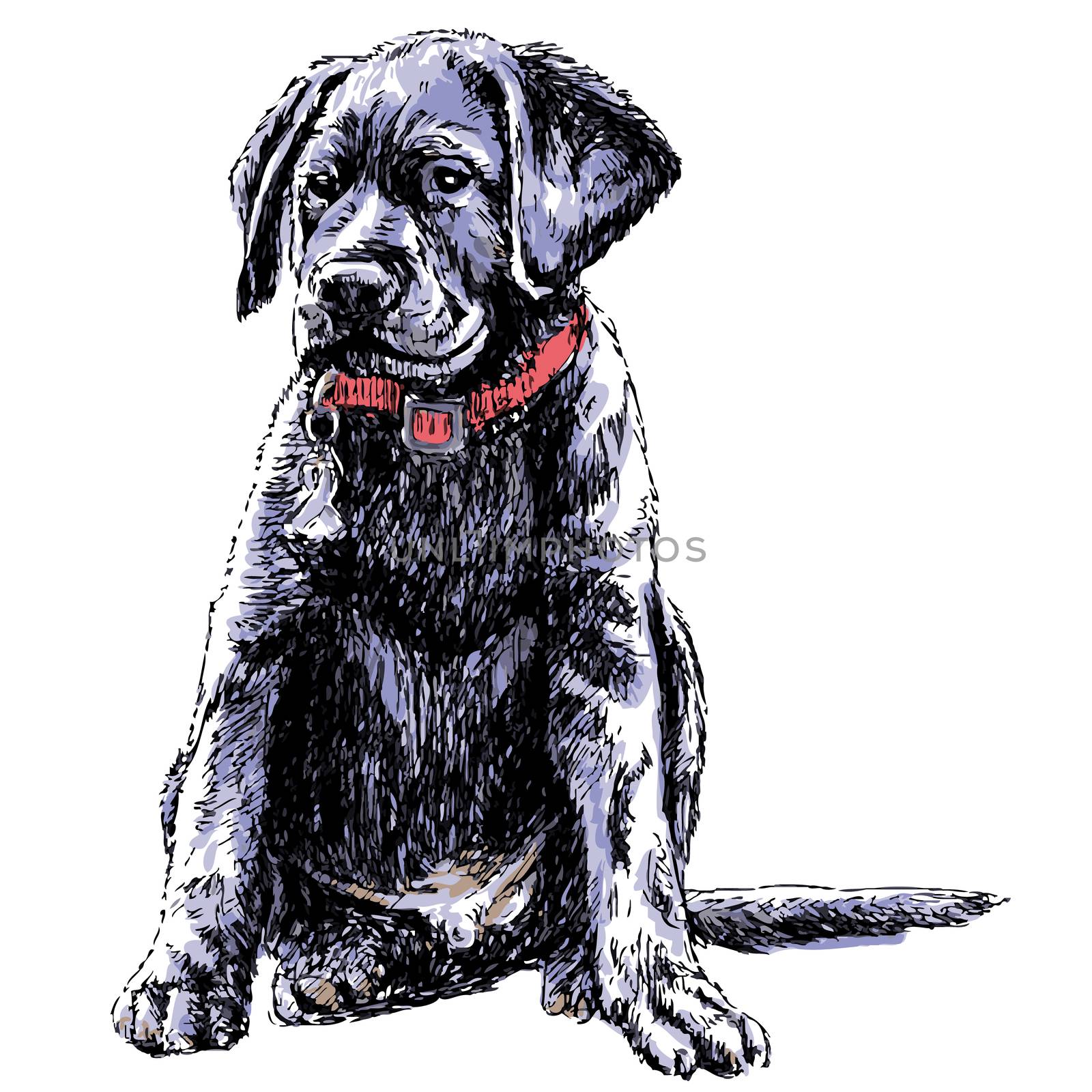 Image of Labrador Retriever hand drawn vector