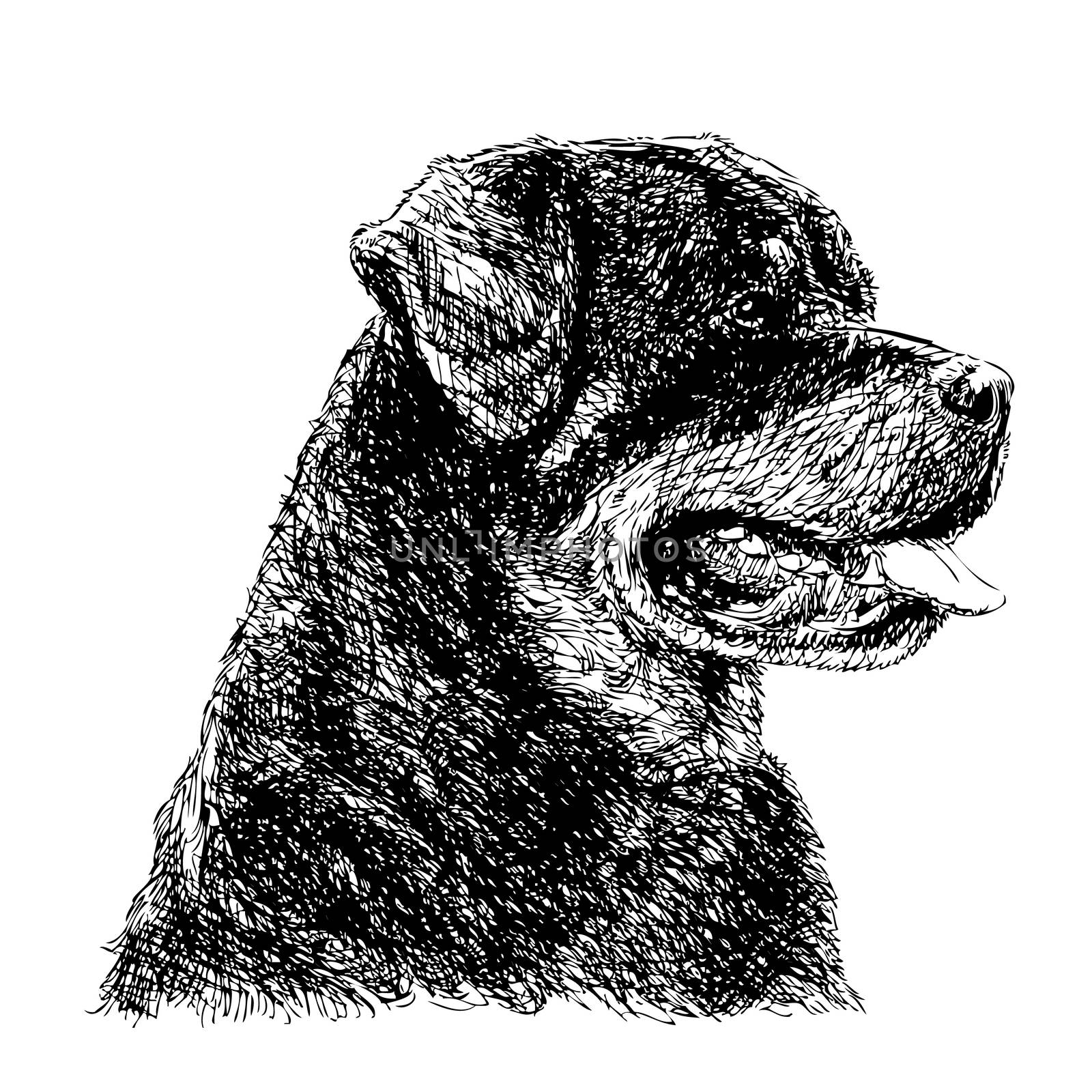 Image of Rottweiler hand drawn vector
