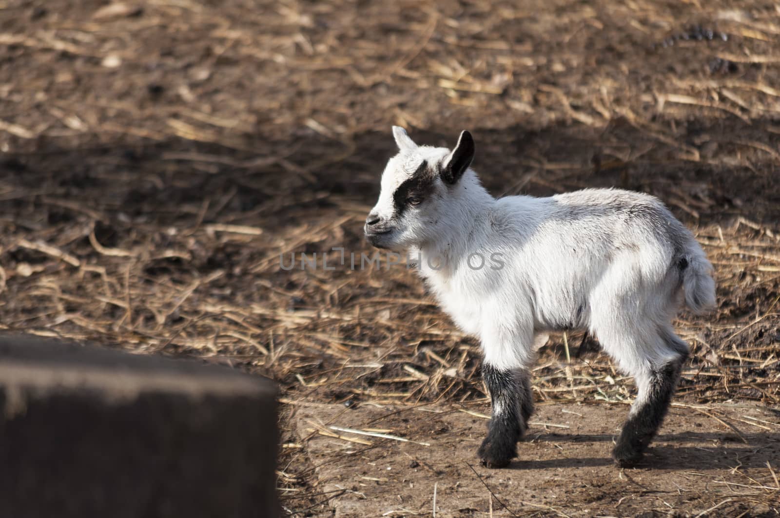 Little yeanling by remusrigo