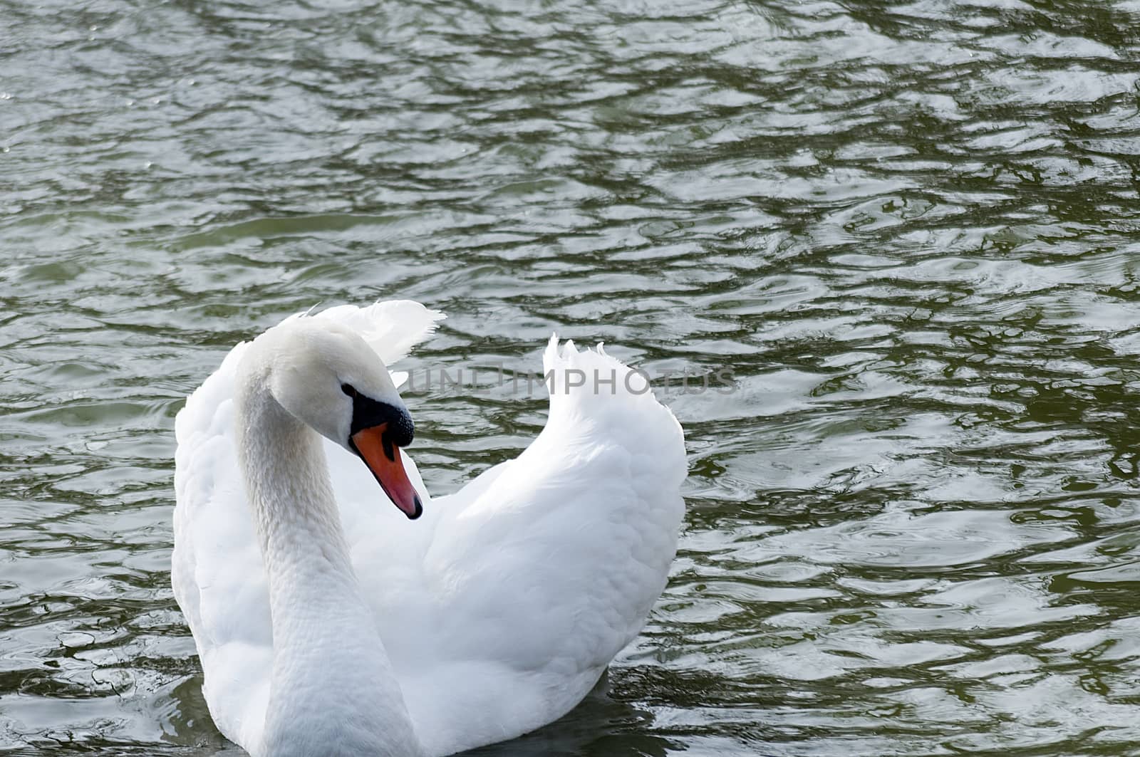 Swan on a pond by remusrigo