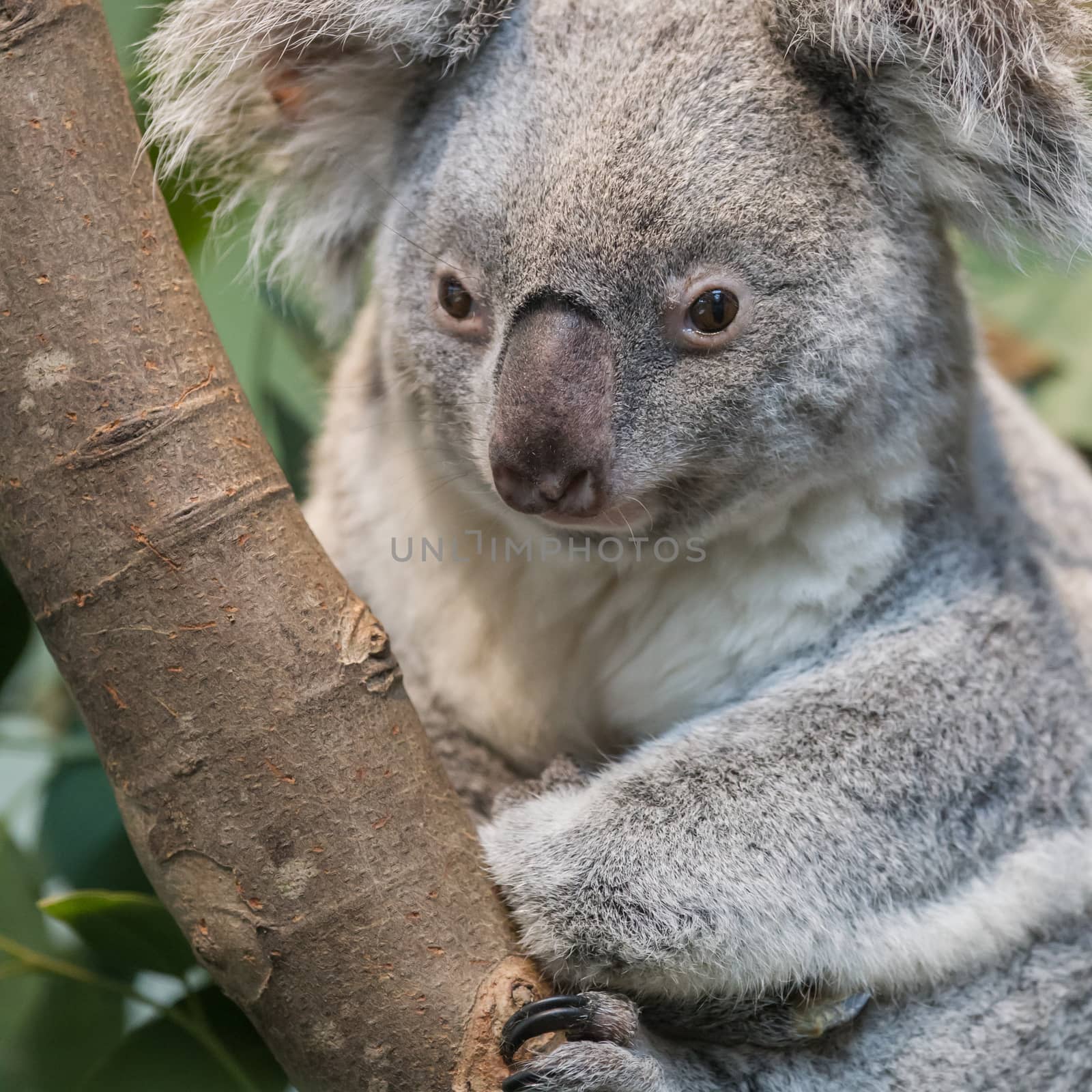 Close-up of a koala bear by michaklootwijk
