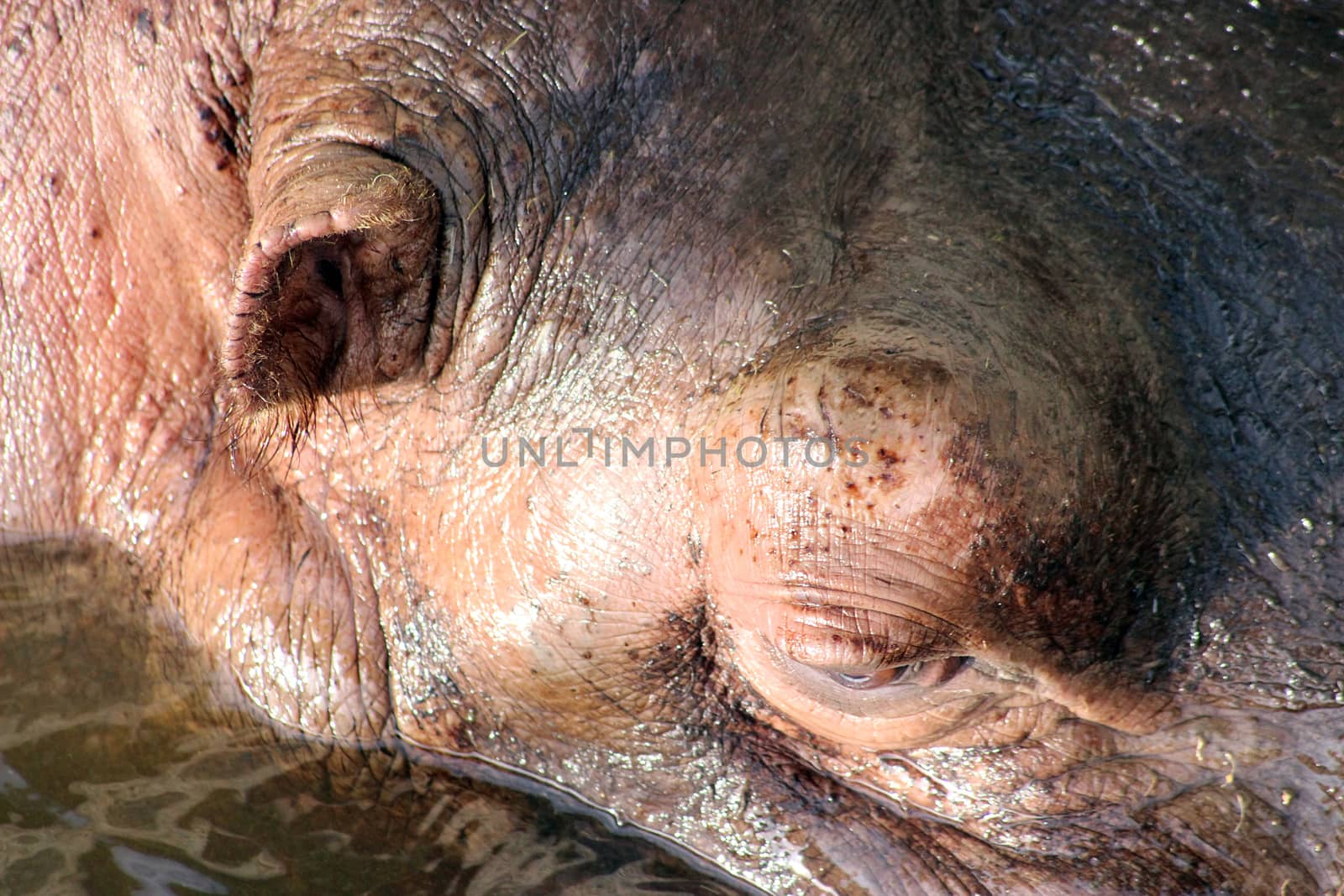 Hippopotamus in a river Close-up