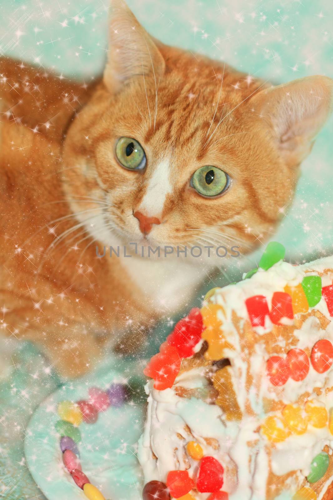 Ginger cat with gingerbread house