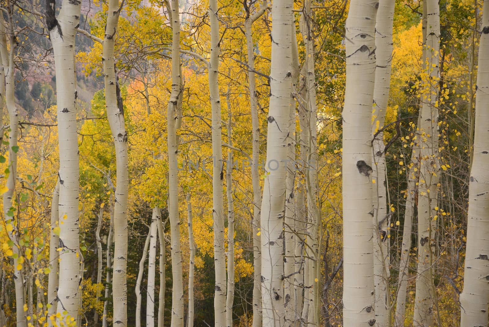 yellow aspen tree from colorado in autumn