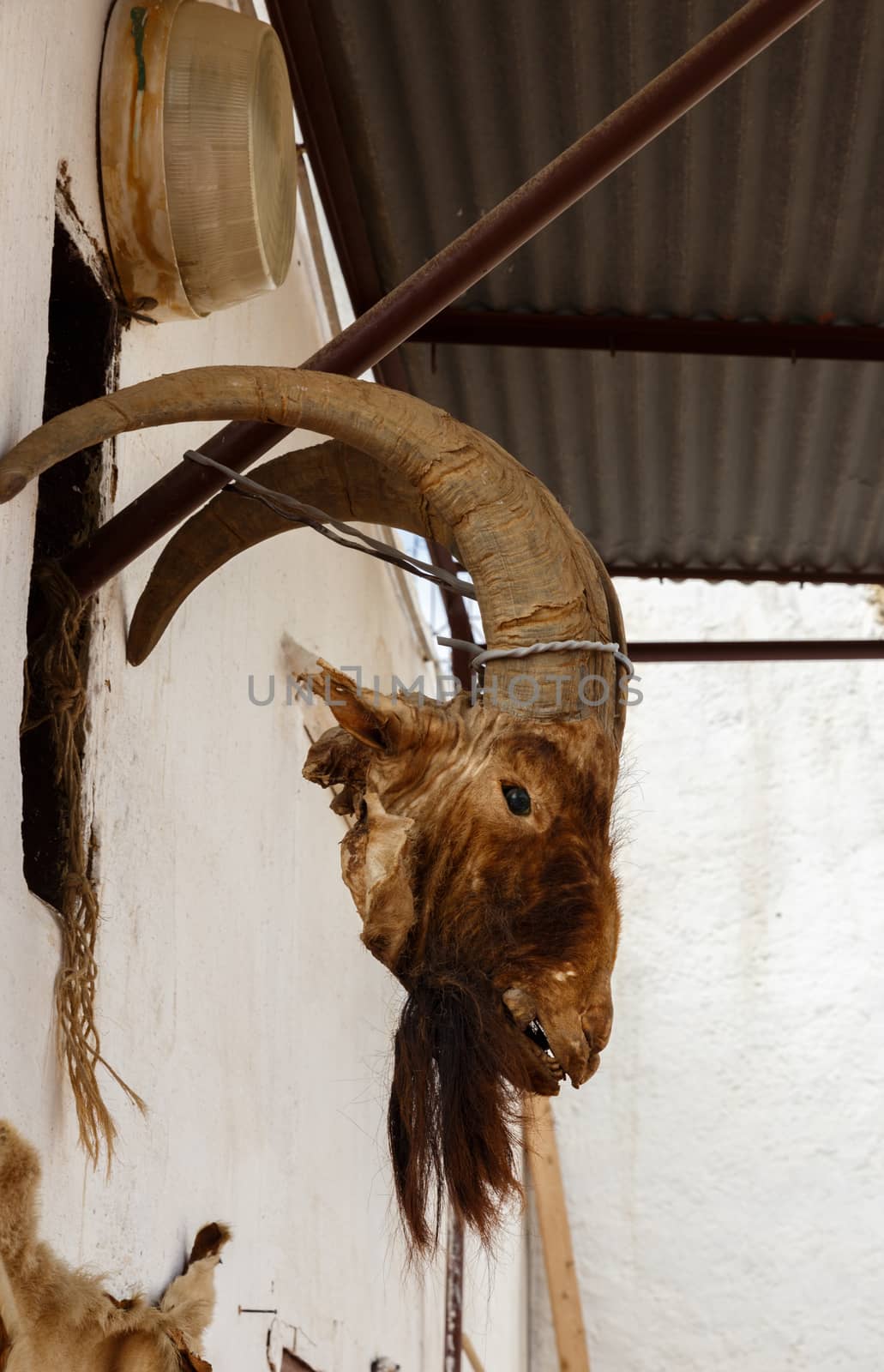 head of a dead goat hanging on the wall