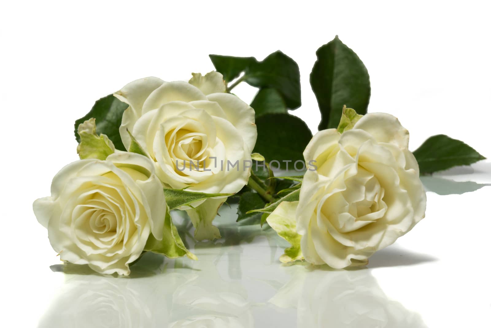 roses on a white background by AlexBush