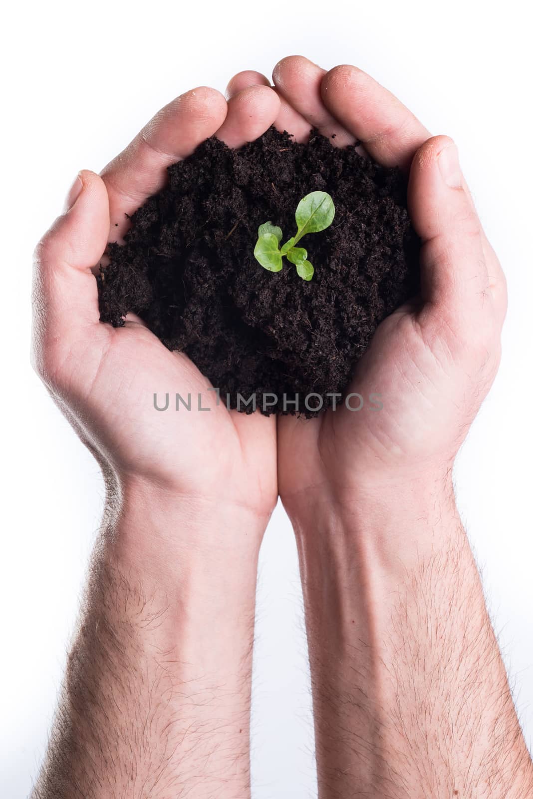 Hands holds topsoil with plant by crampinini