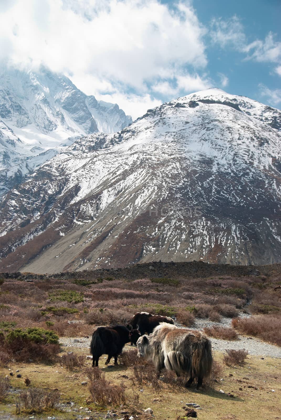 Tibetan landscape with yaks and snow-covered mountains.