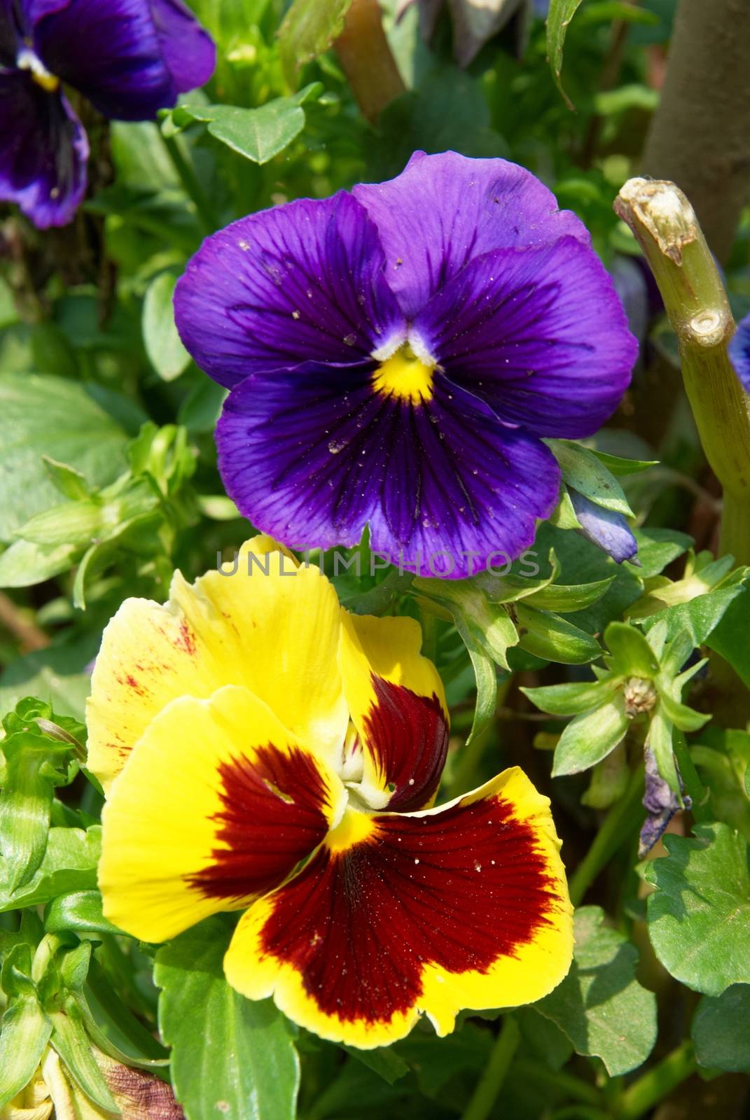 Pansy purple and yellow flowers in the garden