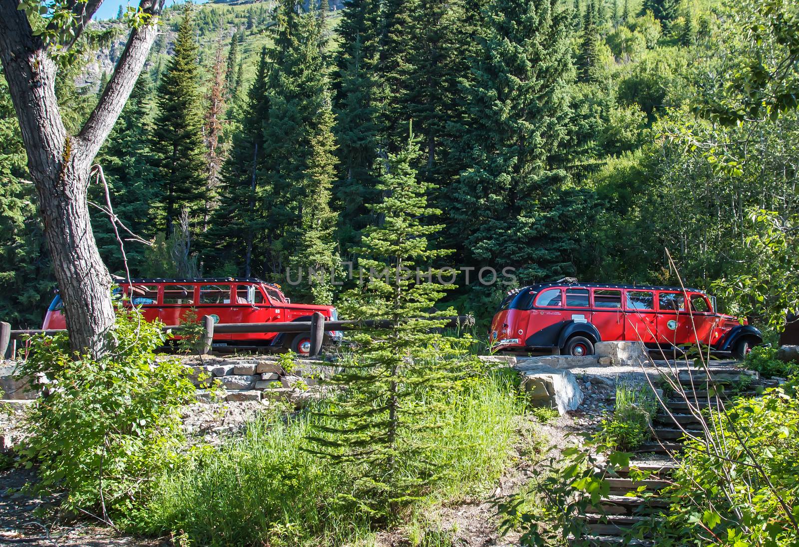 Glacier National Park, Montana, USA-July 11, 2015: The famous Red Bus vehicles of the parks service await passengers to tour Going to the Sun Road inside the park.