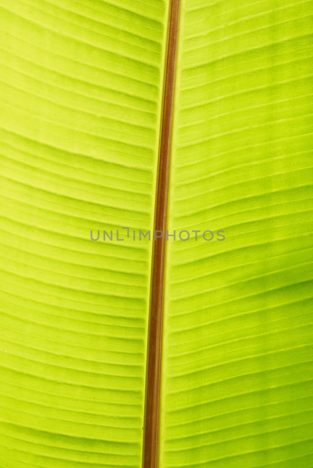 Banana green sunny leaf can be used for background