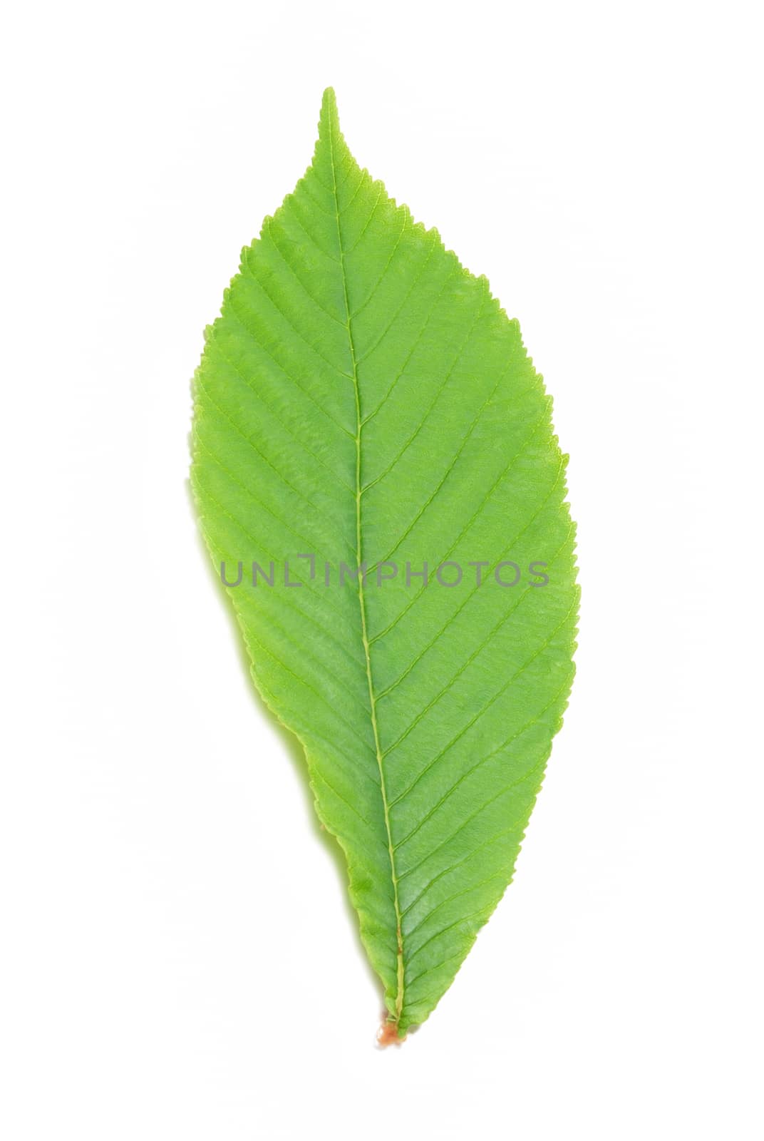 Green chestnut leaf isolated on white background.