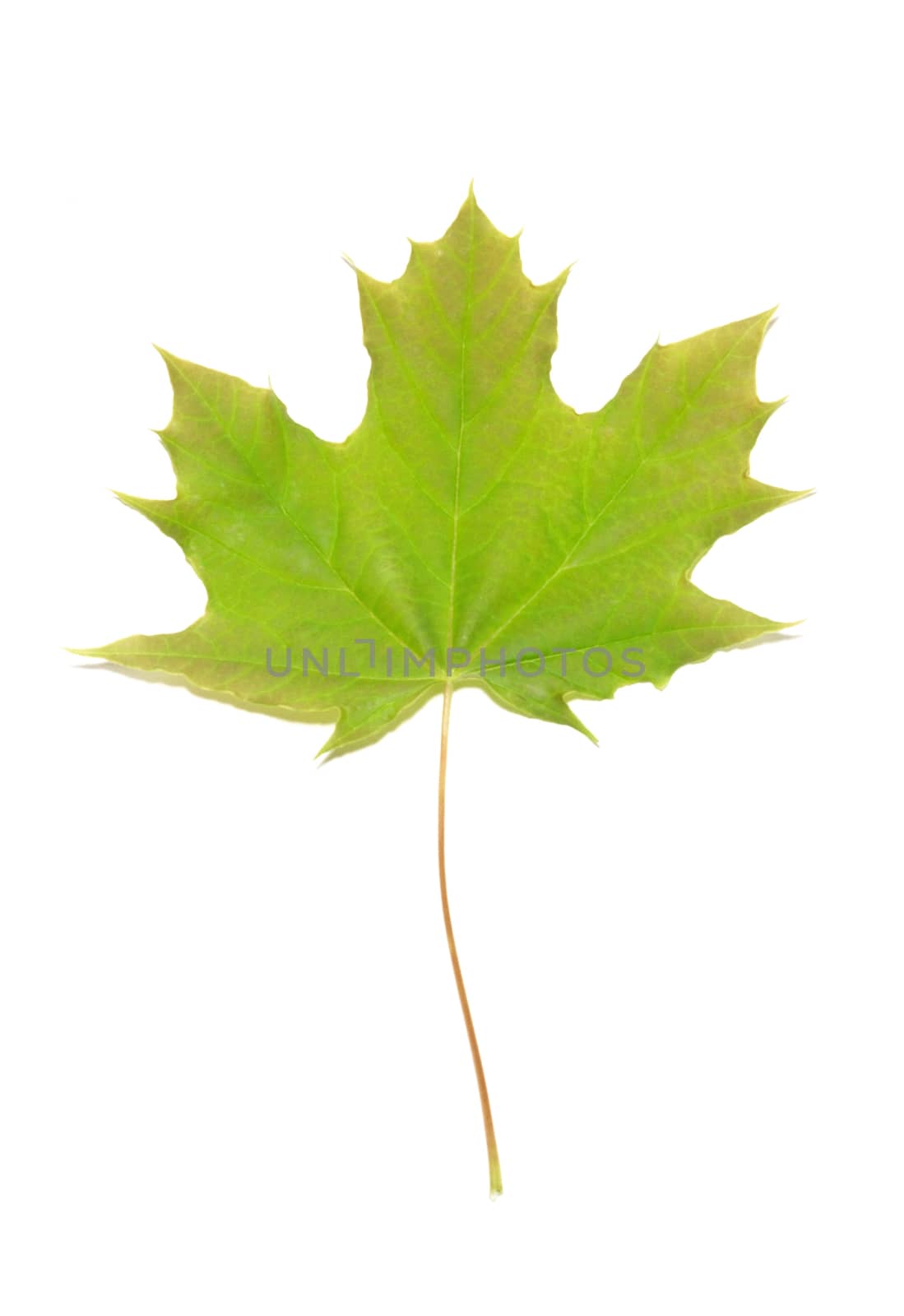 Green maple leaf isolated on white background.