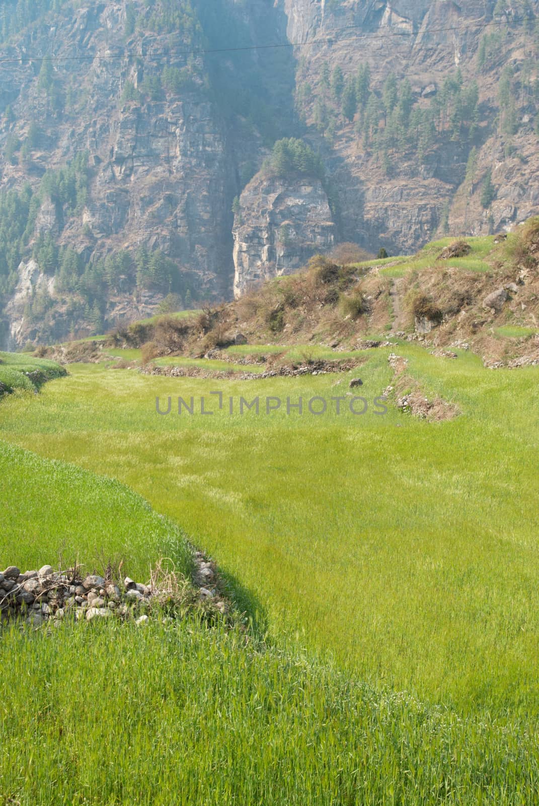 Field of green grass on the hills